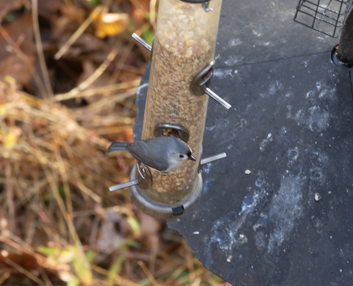 Tufted Titmouse - ML645257388