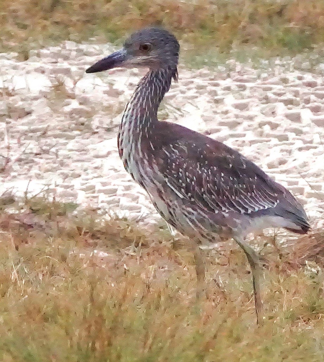 kvakoš žlutočelý - ML645257389