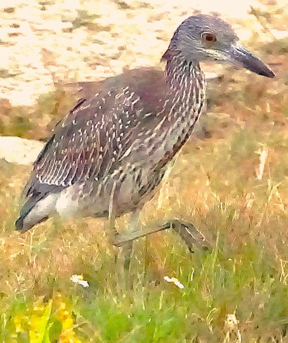 kvakoš žlutočelý - ML645257391