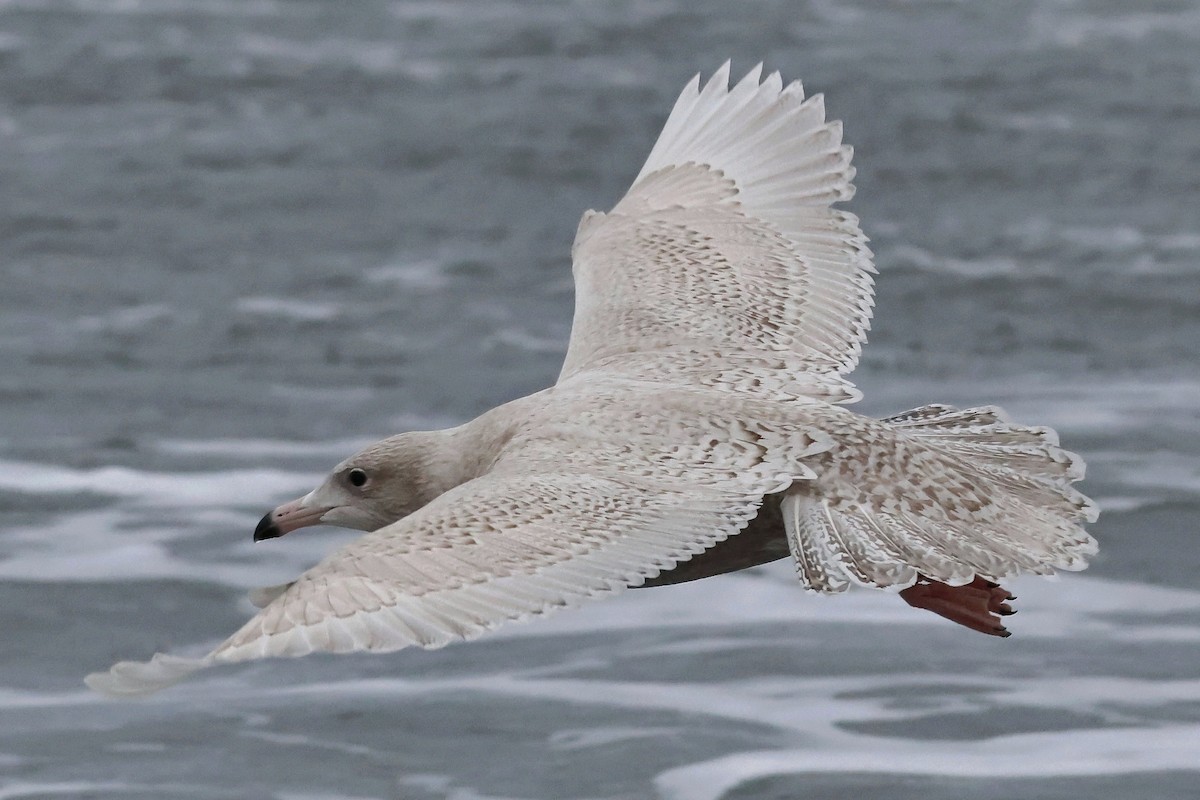 Gavión Hiperbóreo - ML645257399