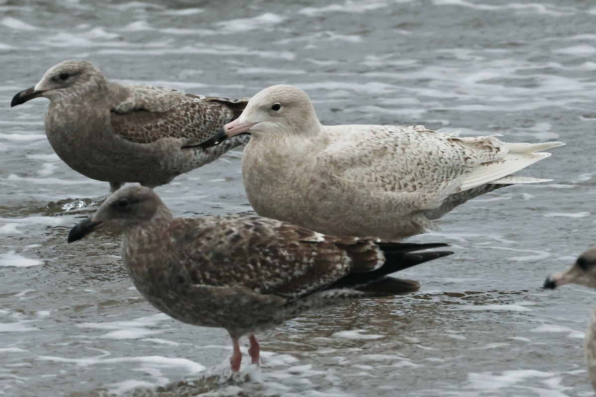 Gavión Hiperbóreo - ML645257403