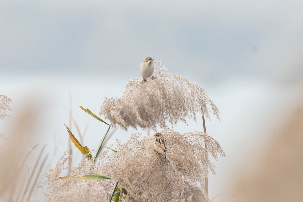 Escribano de Pallas - ML645257406