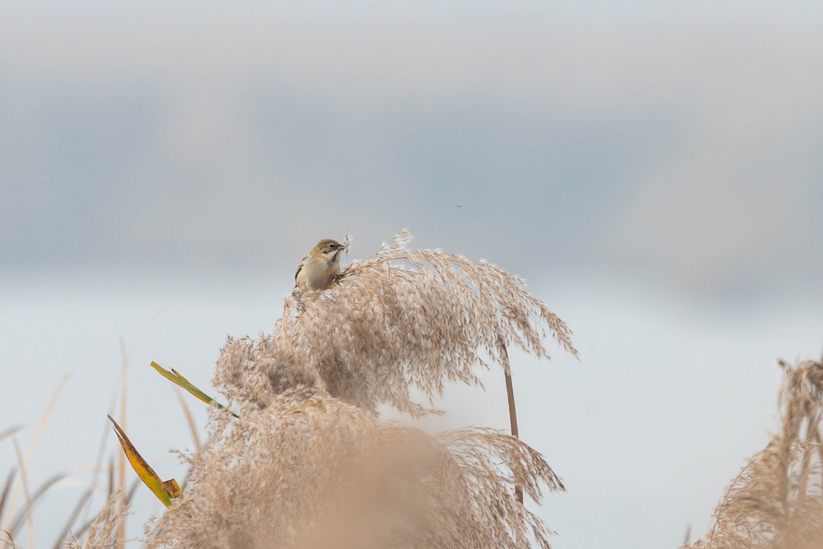 Escribano de Pallas - ML645257407