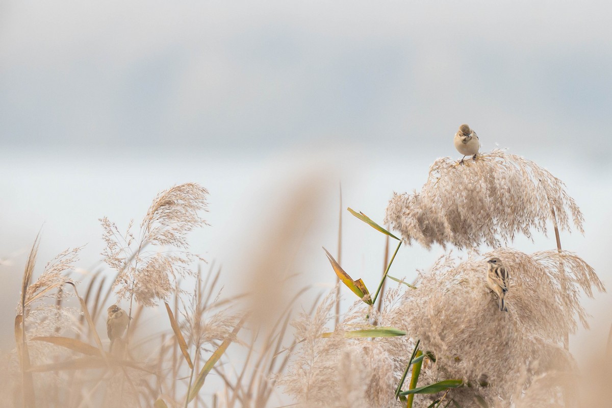 Escribano de Pallas - ML645257408