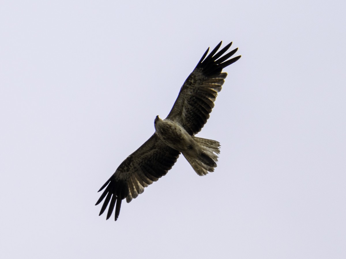 Milano Silbador - ML645257409