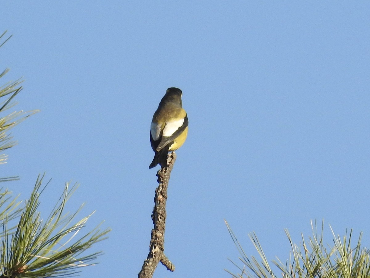 Picogordo Vespertino - ML645257415