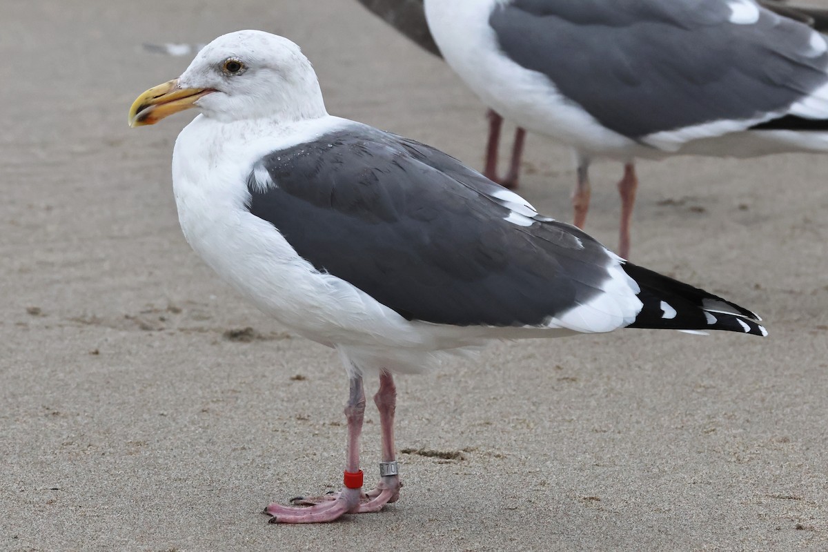 Gaviota Occidental - ML645257416