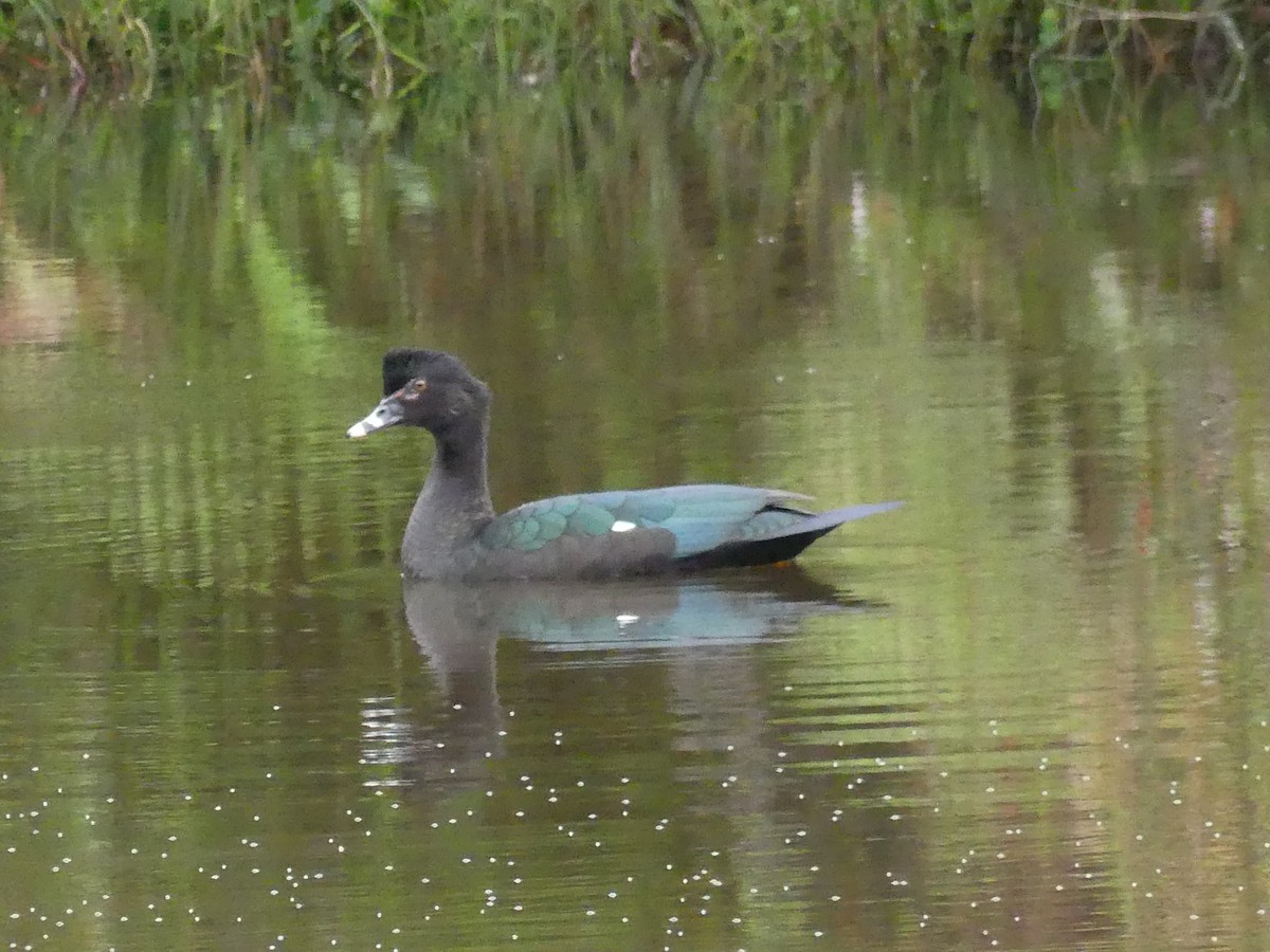 Muscovy Duck - ML645257417