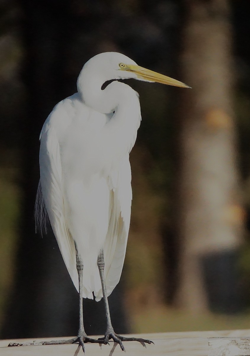 Garceta Grande - ML645257418