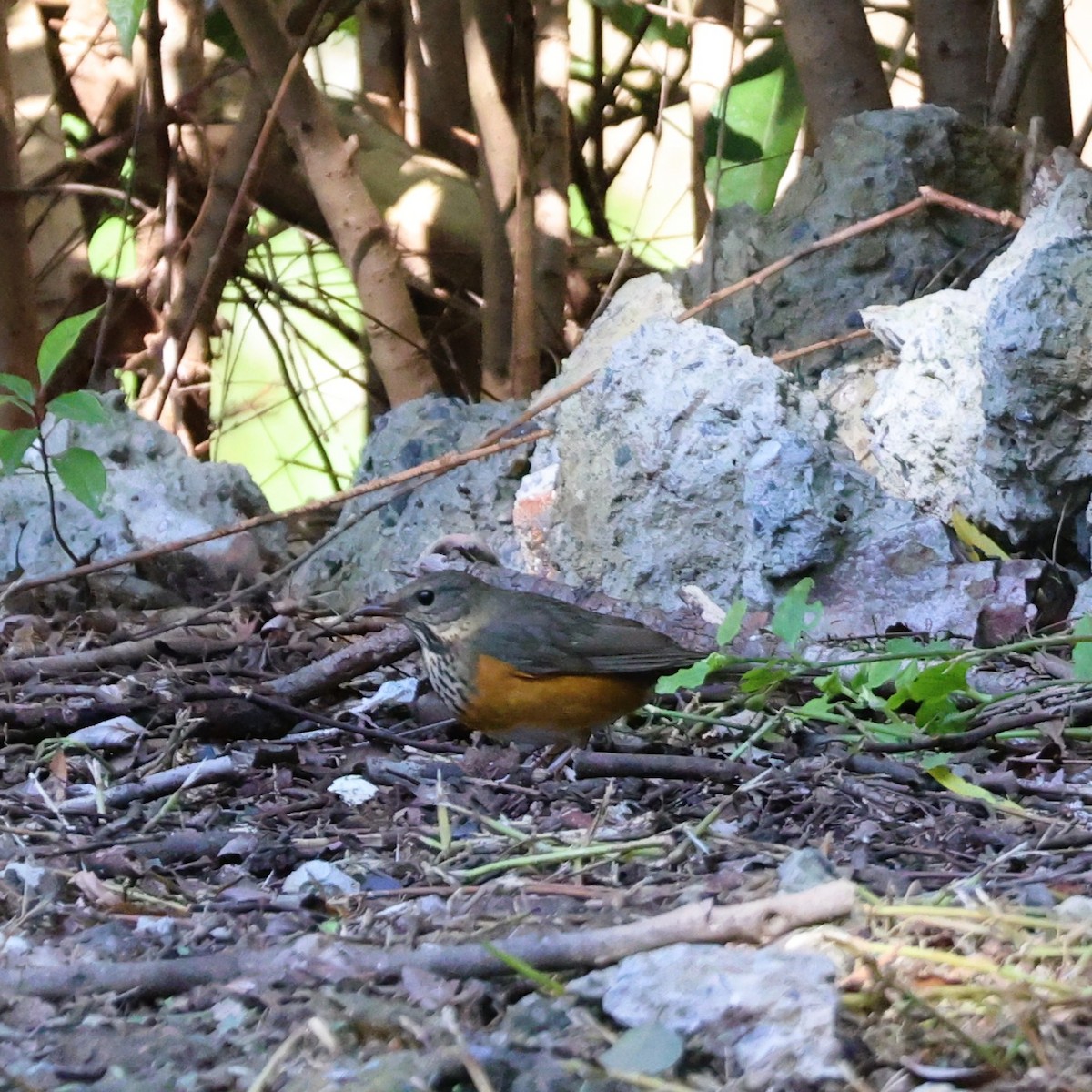 Zorzal Dorsigrís - ML645257419