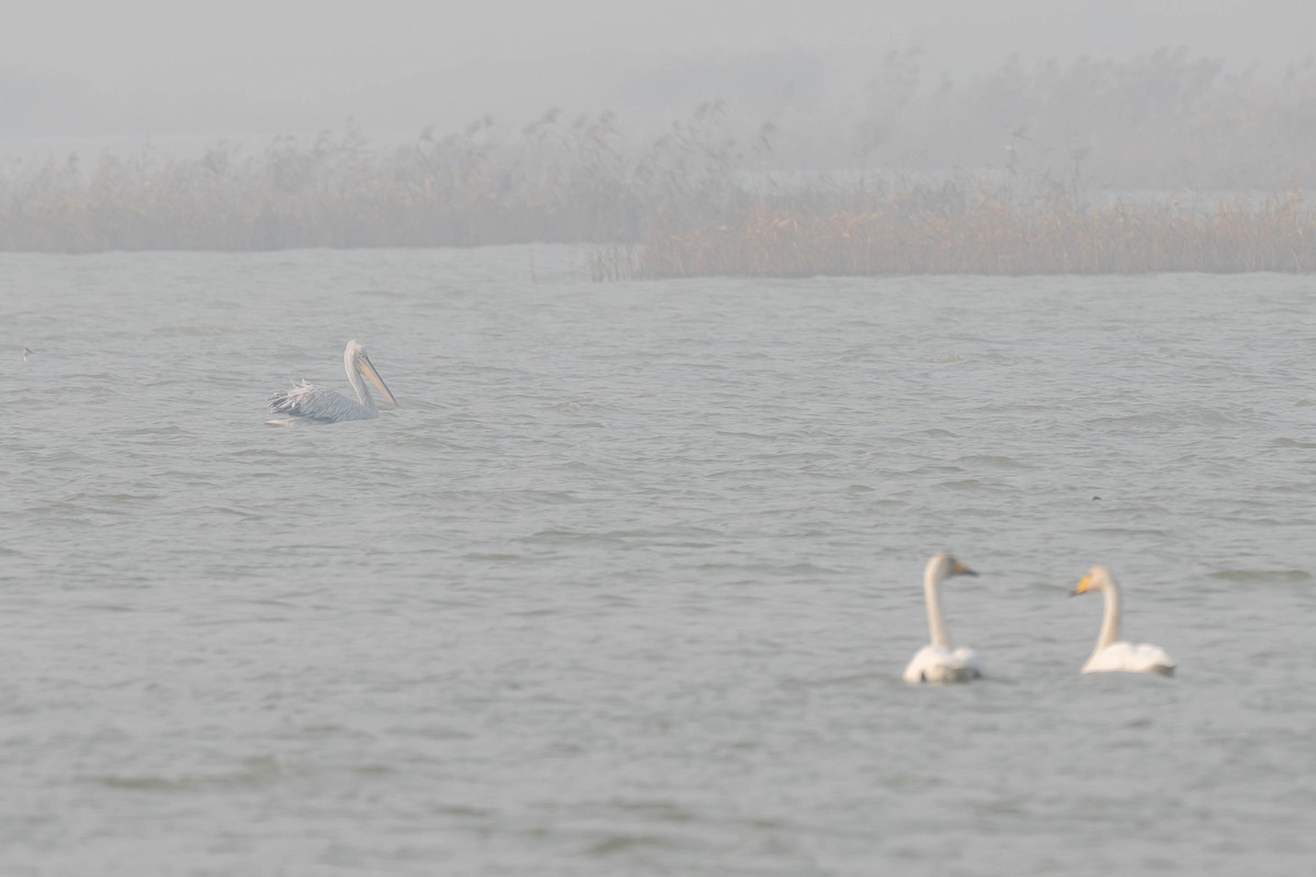 Pelícano Ceñudo - ML645257420