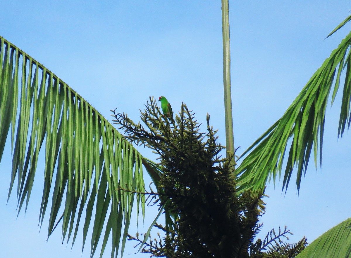 Lorículo de Célebes - ML645257423