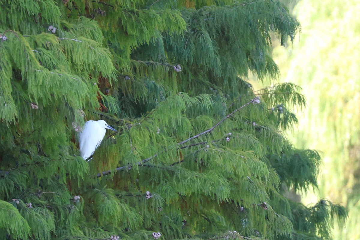 Garceta Común - ML645257428