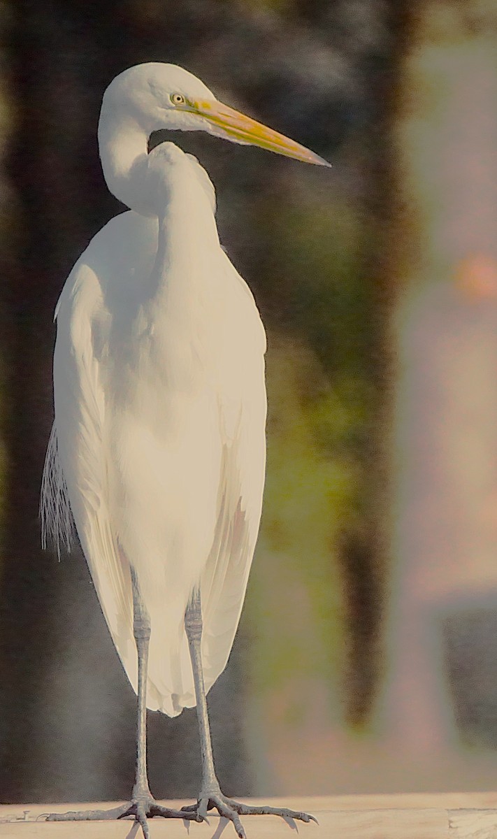 Garceta Grande - ML645257430