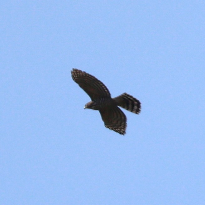 Azor Moñudo - ML645257433