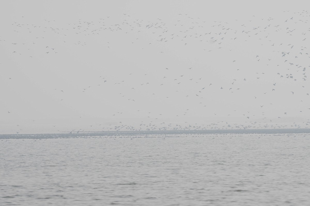 Cerceta del Baikal - ML645257436