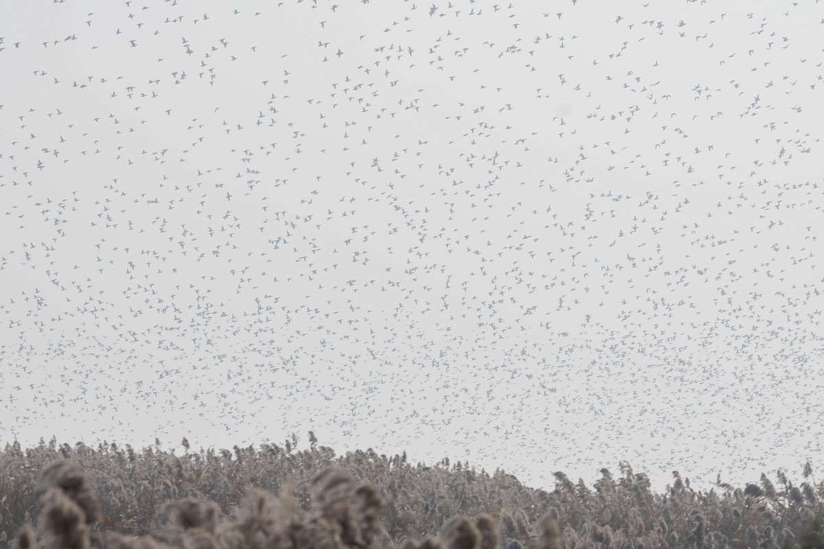 Cerceta del Baikal - ML645257437