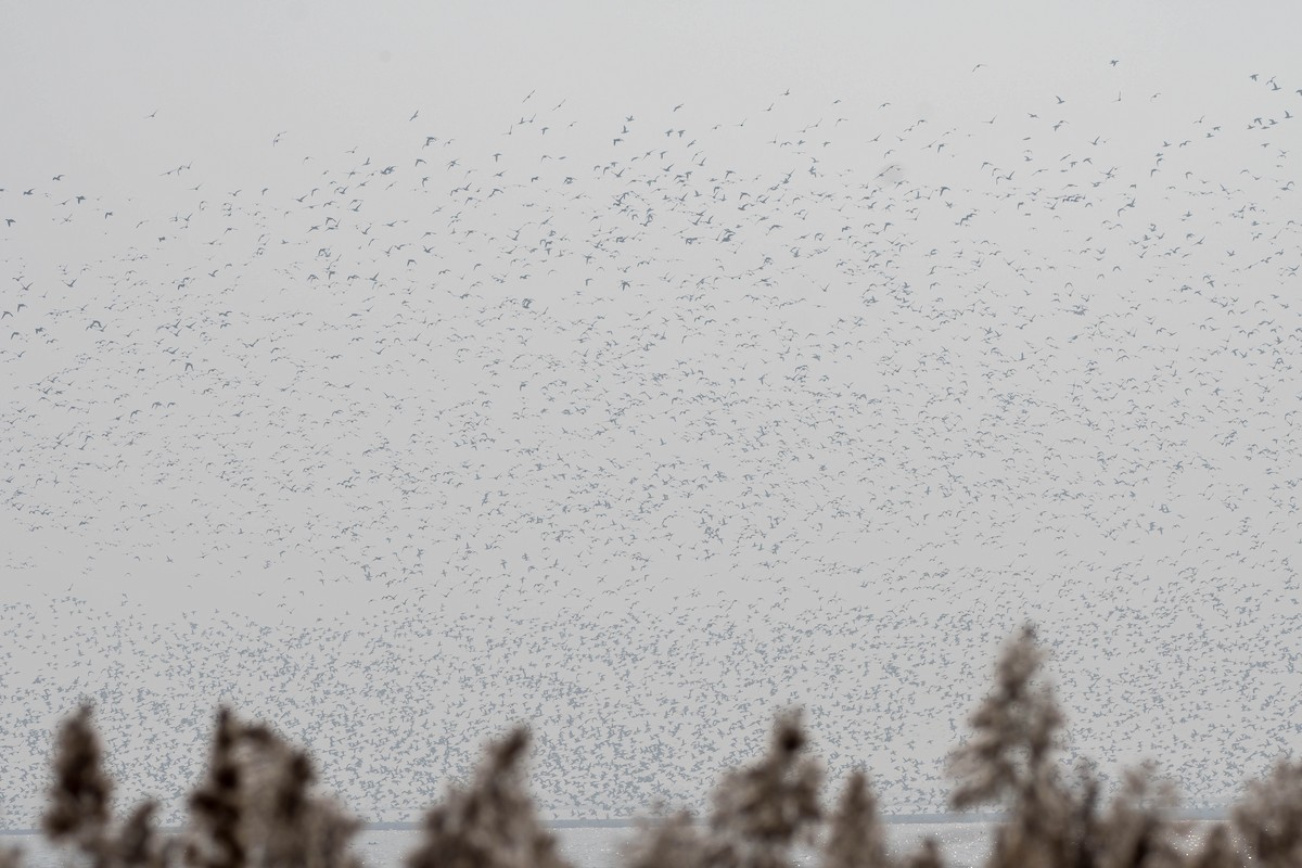 Cerceta del Baikal - ML645257438