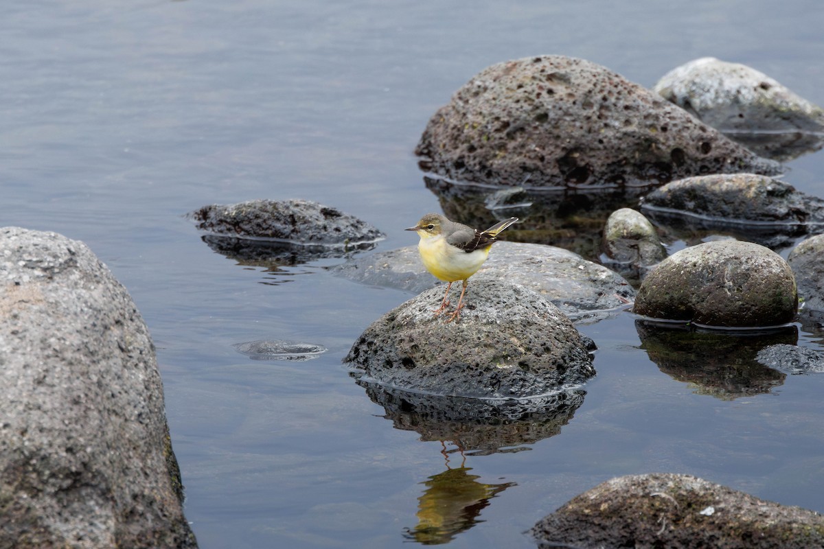Lavandera Cascadeña - ML645257439