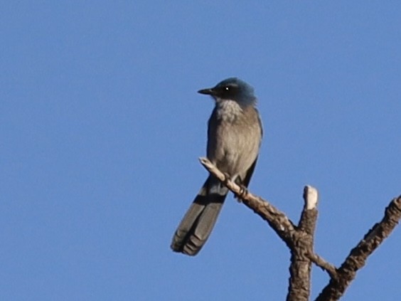 Chara de Woodhouse - ML645257446