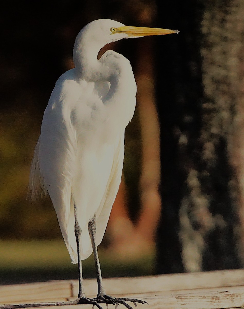 Garceta Grande - ML645257448