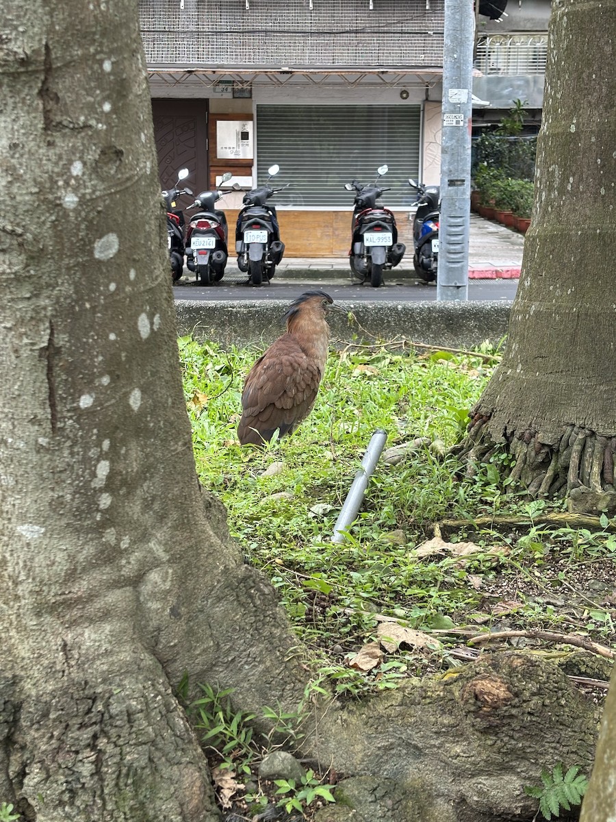 Martinete Malayo - ML645257450