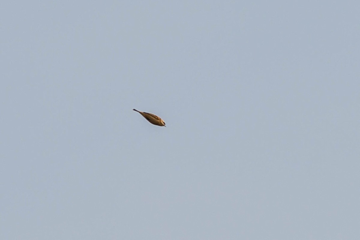 Pájaro Moscón Chino - ML645257451