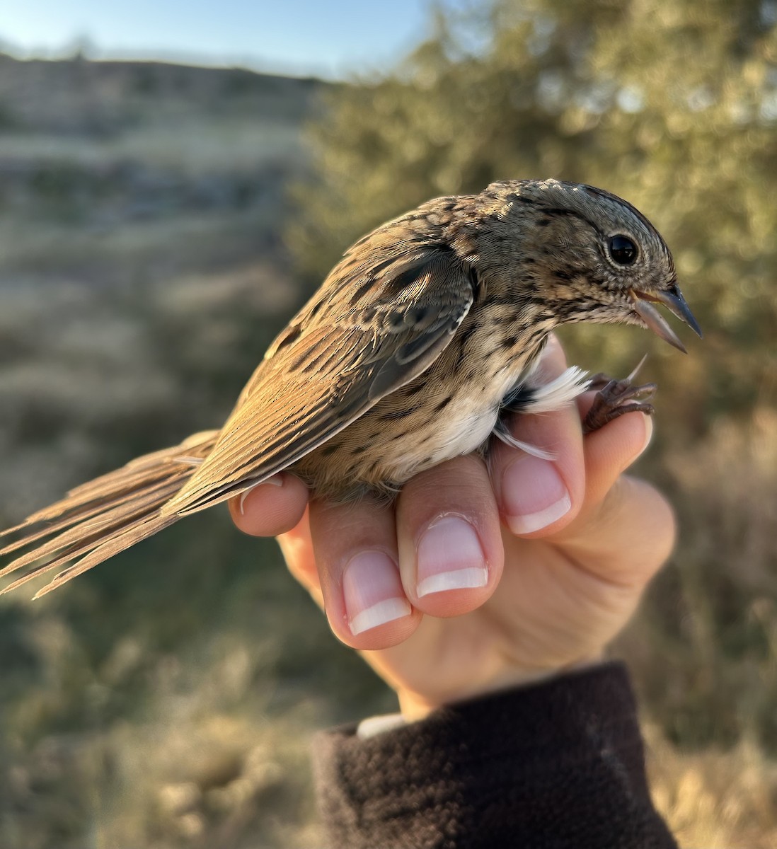 Lincoln's Sparrow - ML645257452