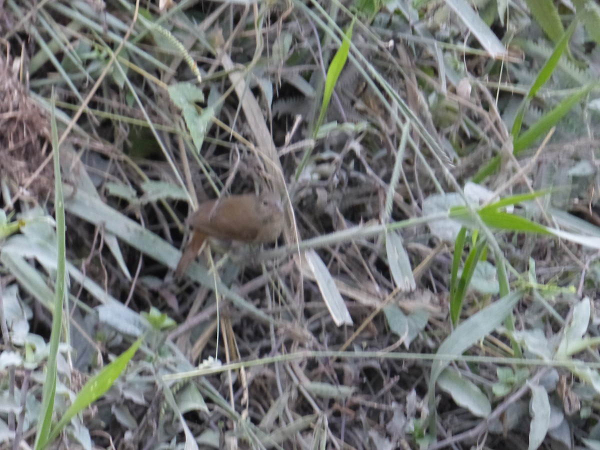 Ticotico Rayado - ML645257453