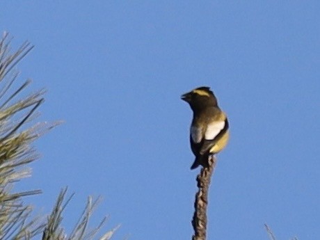 Picogordo Vespertino - ML645257454