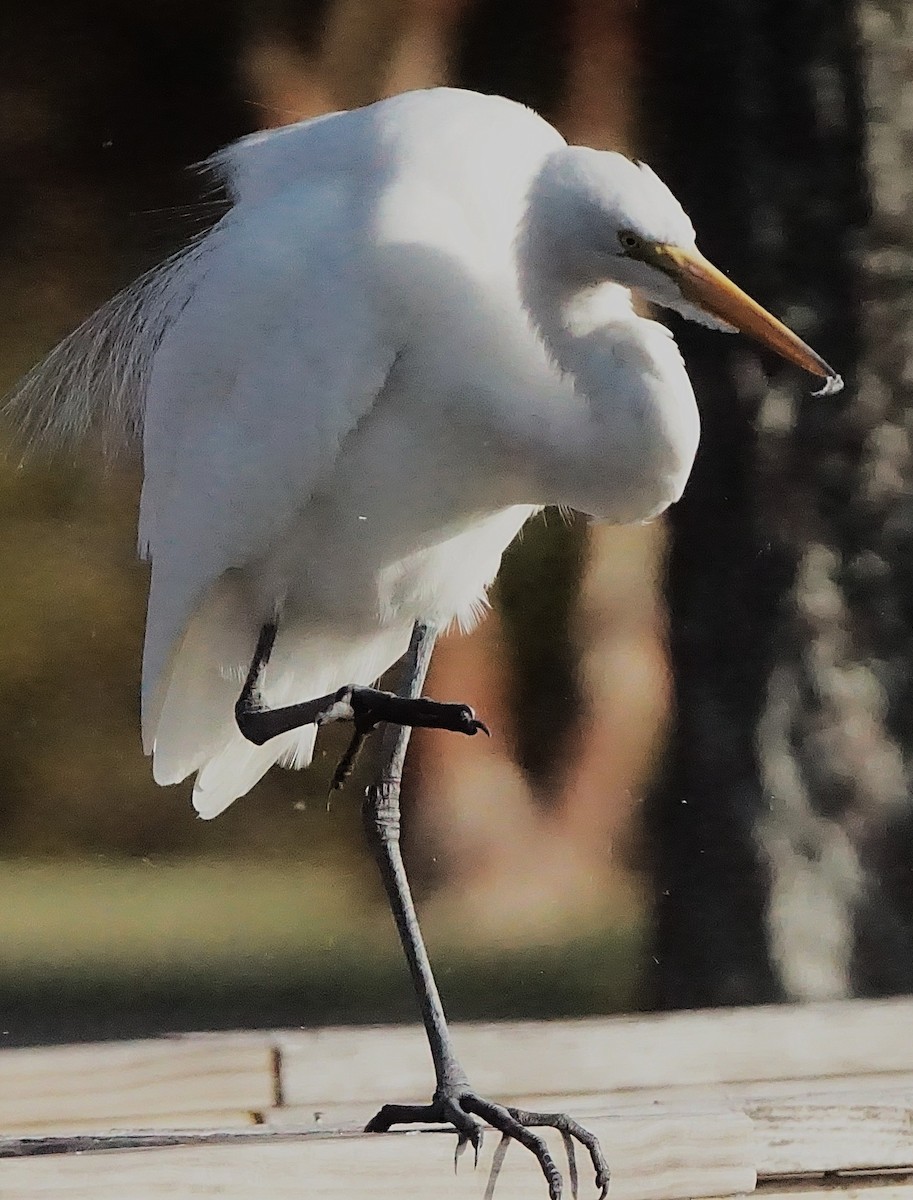 Garceta Grande - ML645257455