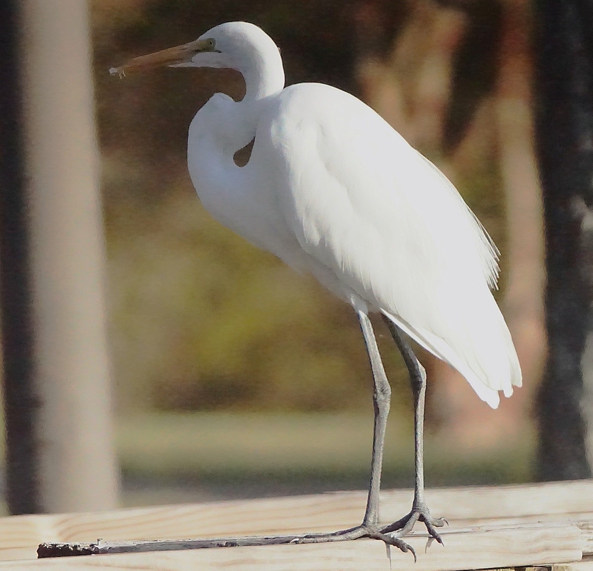 Garceta Grande - ML645257456