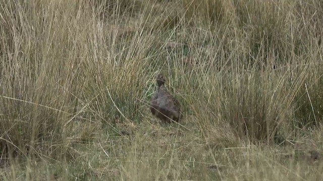 Ornate Tinamou - ML645257473