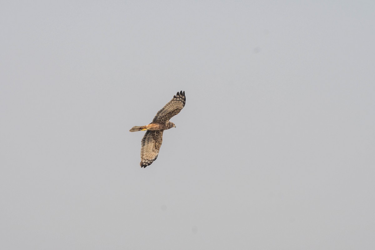 Eastern Marsh Harrier - ML645257479