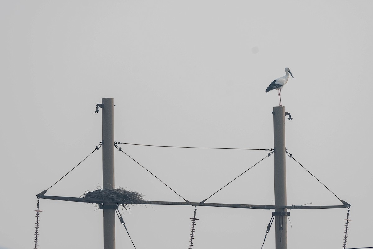 čáp východní - ML645257491