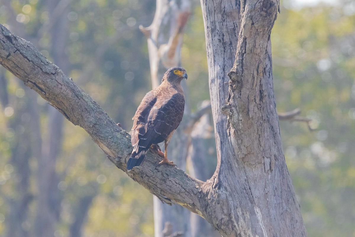Crested Serpent-Eagle - ML645257496