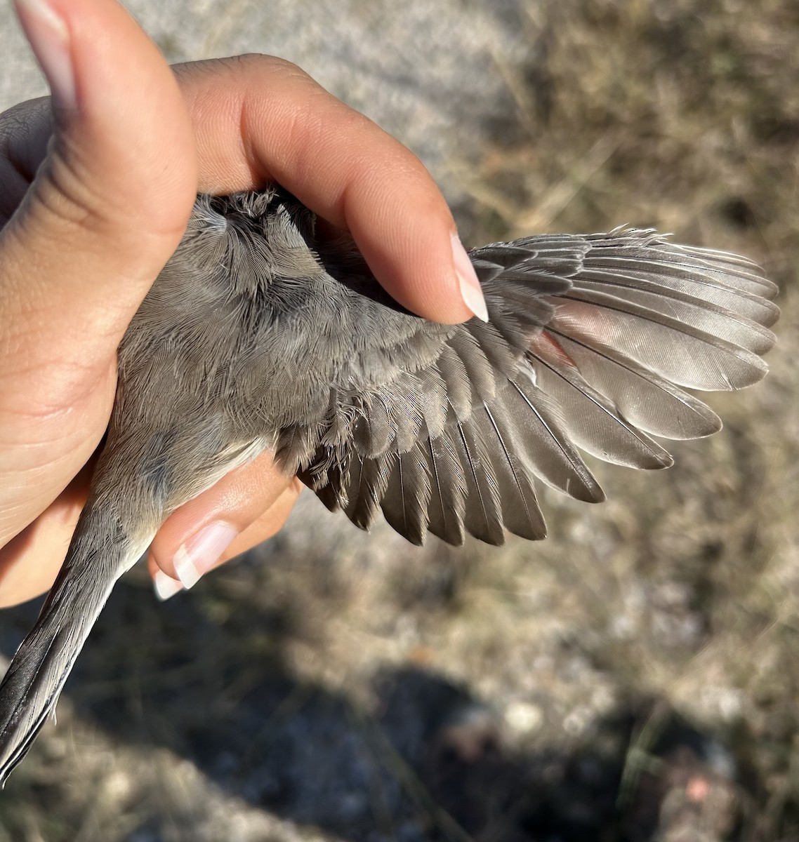 Black-throated Sparrow - ML645257499