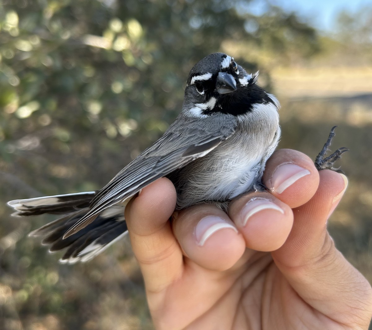 Black-throated Sparrow - ML645257500