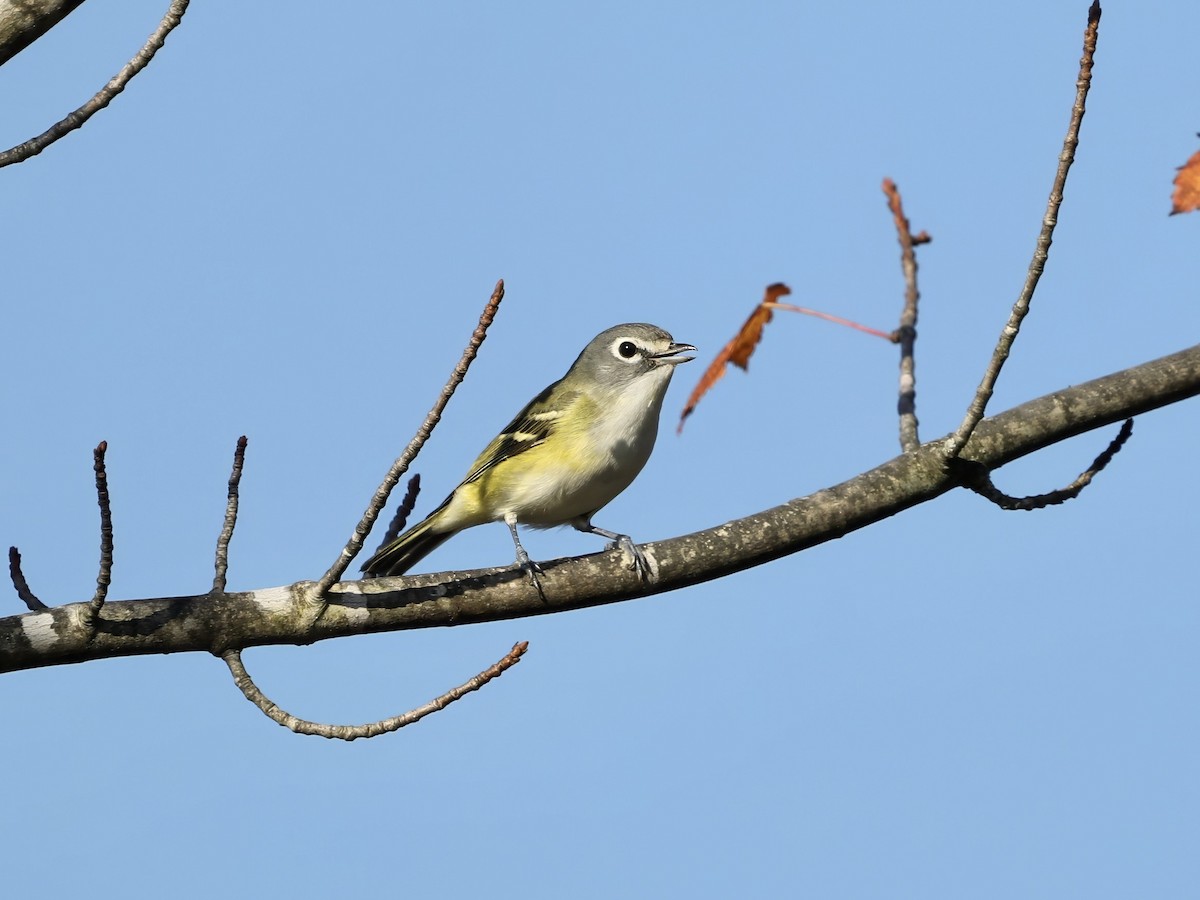 フタスジモズモドキ - ML645257505