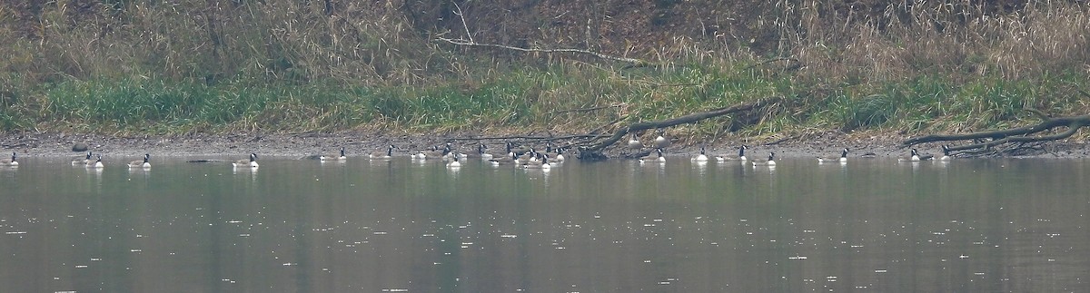 Canada Goose - ML645257508