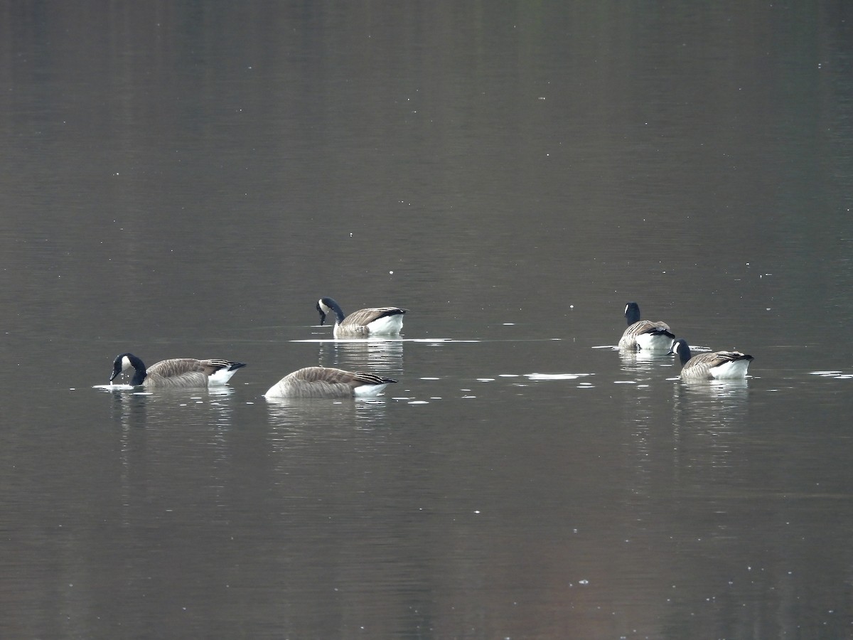 Canada Goose - ML645257509