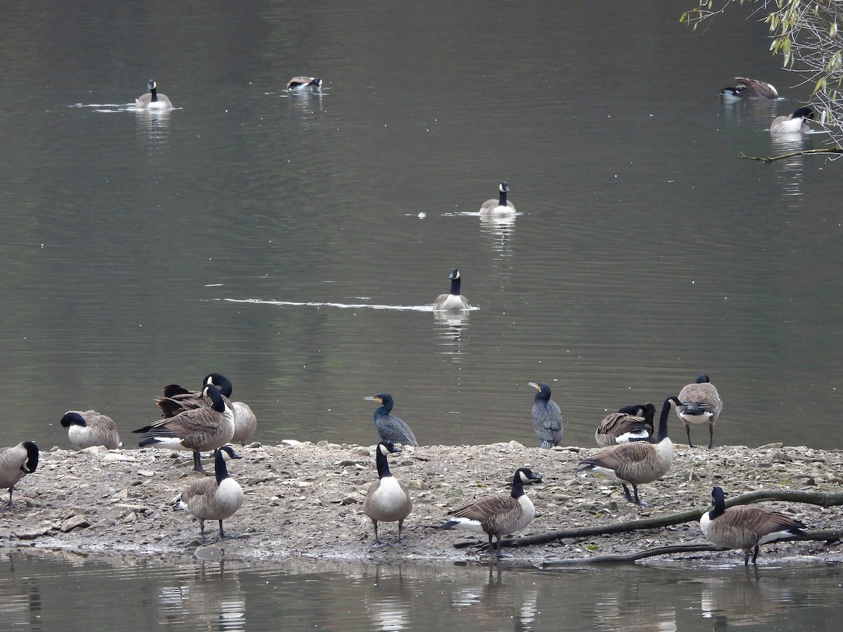 Canada Goose - ML645257510