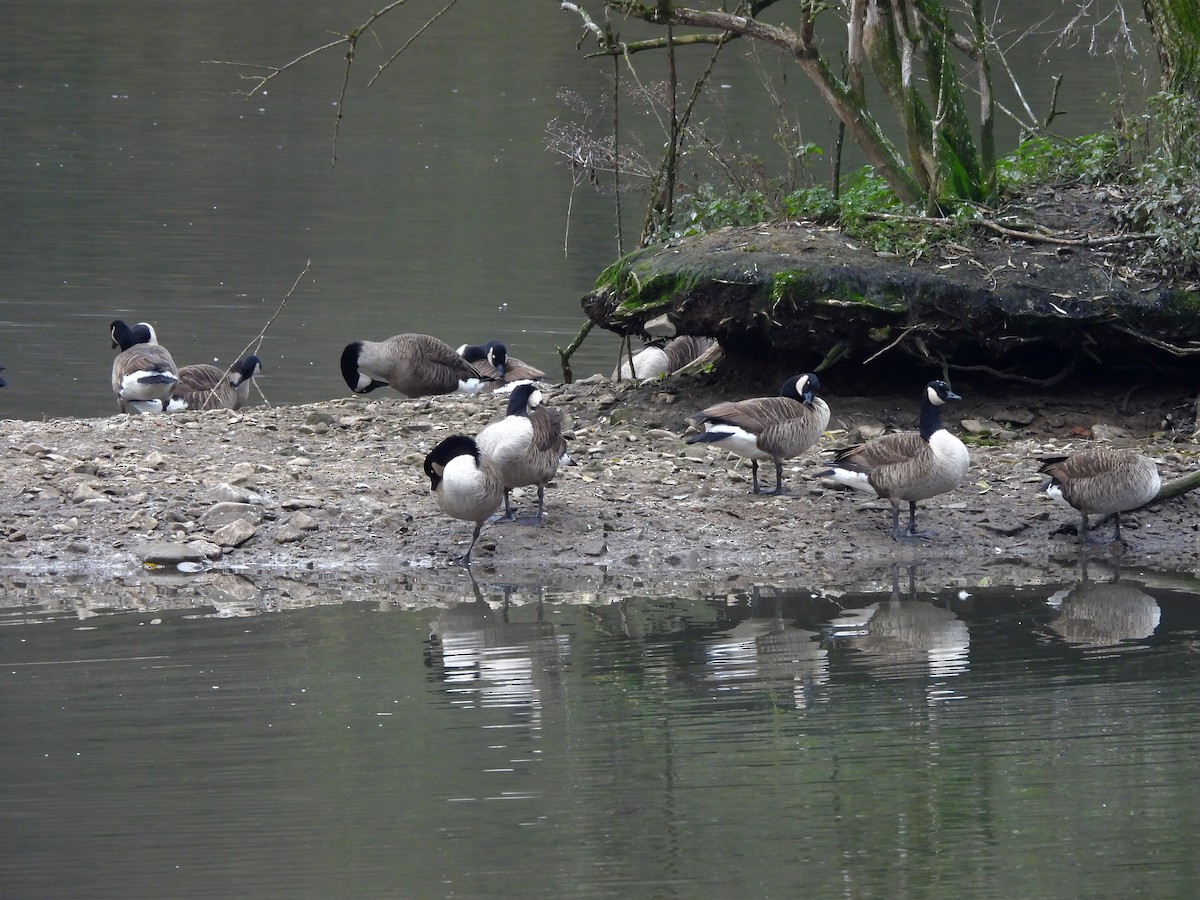 Canada Goose - ML645257511