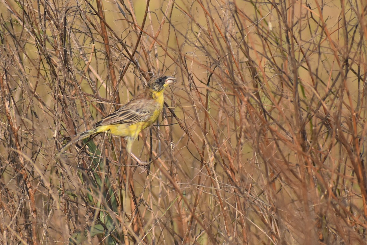 strnad černohlavý - ML645257512