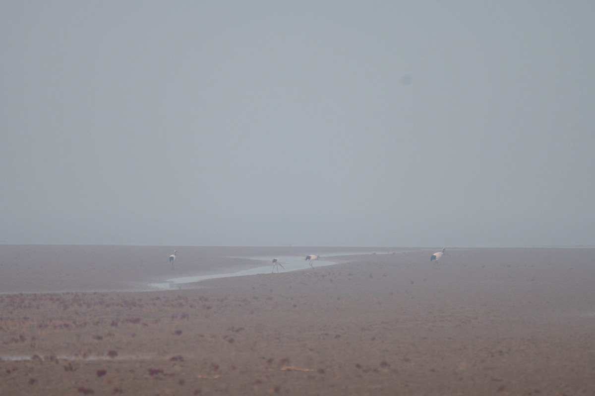 Red-crowned Crane - ML645257522