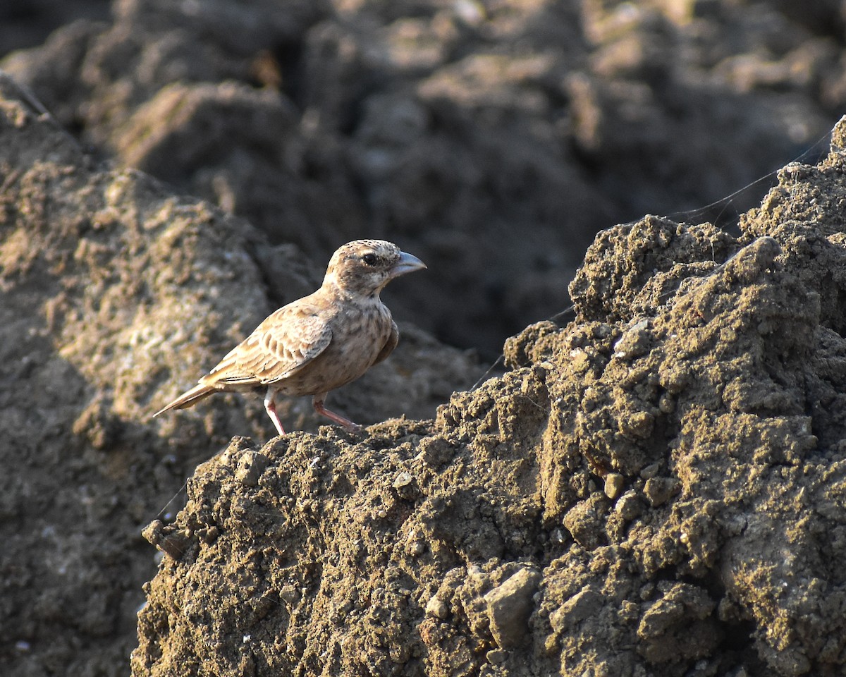 skřivan černobřichý - ML645257525