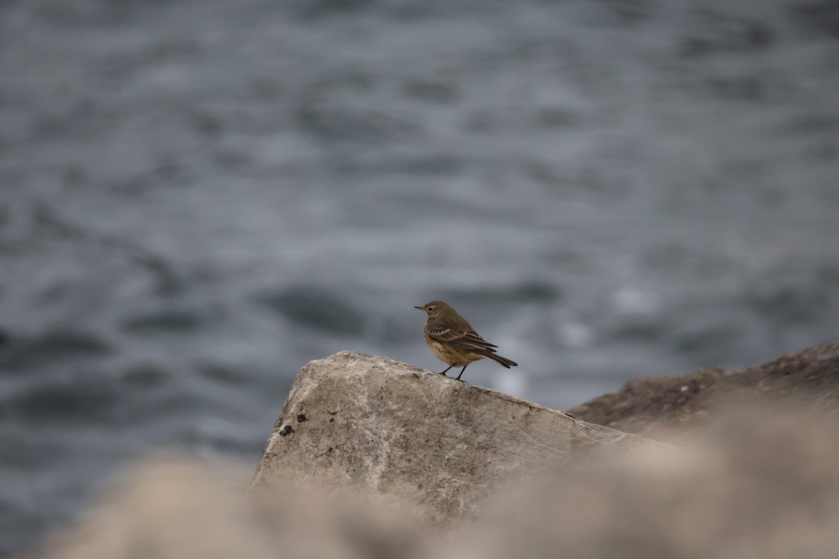 American Pipit - ML645257529