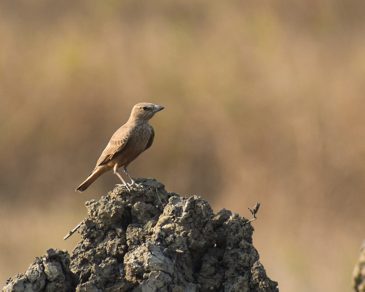 skřivan rehkovitý - ML645257532