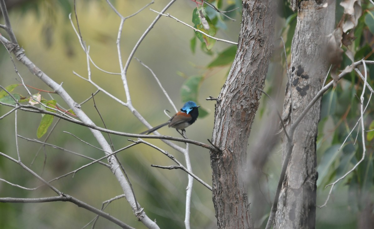 Maluro Elegante - ML645257535