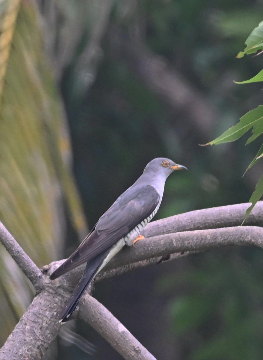 Common Cuckoo - ML645257541